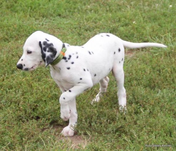 email : [hidden] Adorabili cuccioli di dalmata femminucce e maschietti disponibili per 