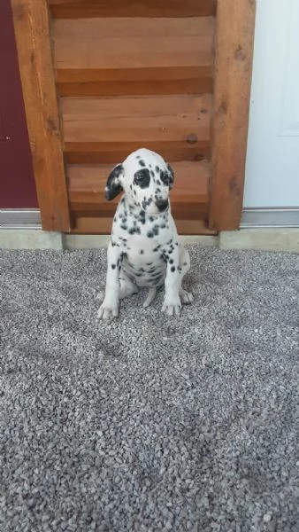 email : [hidden] Adorabili cuccioli di dalmata femminucce e maschietti disponibili per  | Foto 0