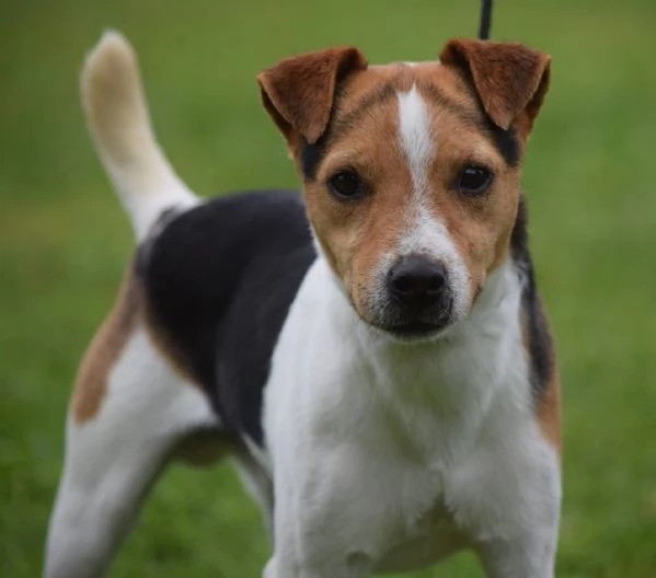 [hidden] Adorabili cuccioli di jack russel femminucce e maschietti disponibili per l'ad