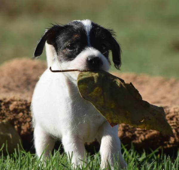 [hidden] Adorabili cuccioli di jack russel femminucce e maschietti disponibili per l'ad | Foto 0