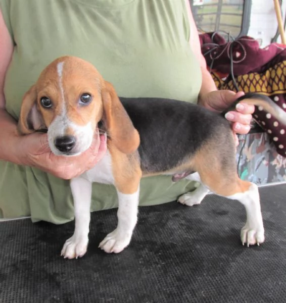 email : [hidden] Adorabili cuccioli di beagle femminucce e maschietti disponibili per l | Foto 0