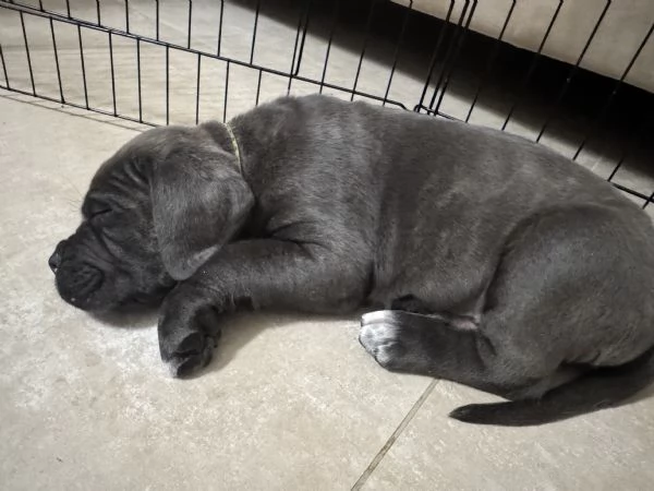 Cuccioli Cane Corso | Foto 4