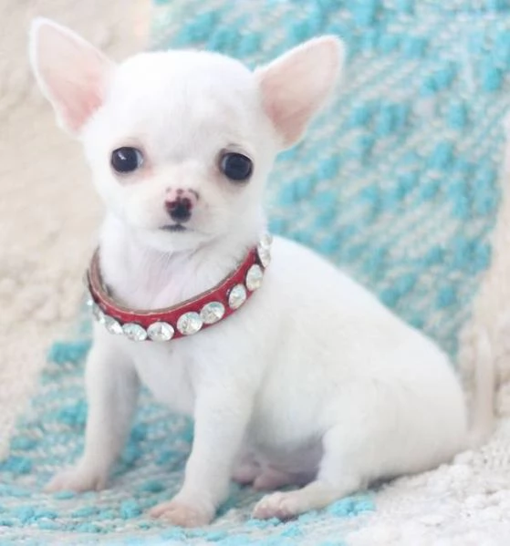 email : [hidden] Adorabili cuccioli di chihuahua femminucce e maschietti disponibili pe