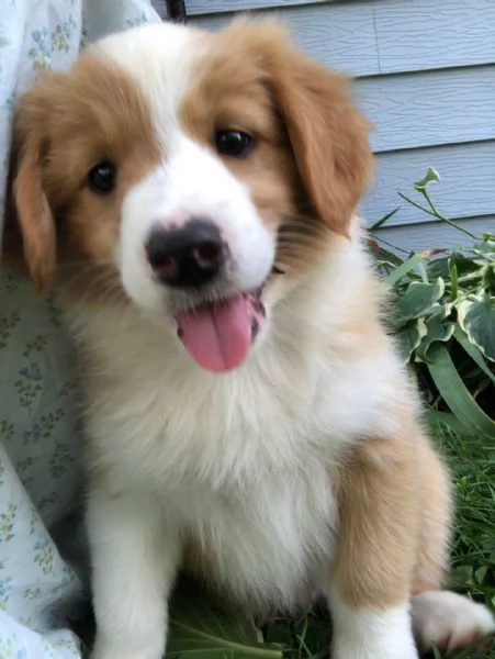 email : [hidden] Adorabili cuccioli di australiano pastore femminucce e maschietti disp