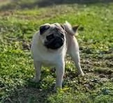 email : [hidden] Adorabili cuccioli di dolce carlino femminucce e maschietti disponibil