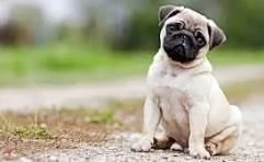 email : [hidden] Adorabili cuccioli di dolce carlino femminucce e maschietti disponibil | Foto 0