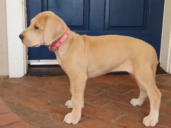 email : [hidden] Adorabili cuccioli di ALANO femminucce e maschietti disponibili per l'