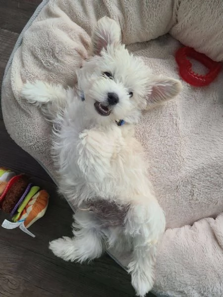 email : [hidden] Adorabili cuccioli di West highland femminucce e maschietti disponibil