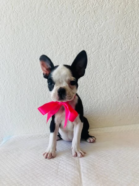 email : [hidden] Adorabili cuccioli di Boston terrier femminucce e maschietti disponibi
