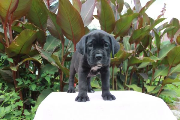 email : [hidden] Adorabili cuccioli di CANE CORSO femminucce e maschietti disponibili p