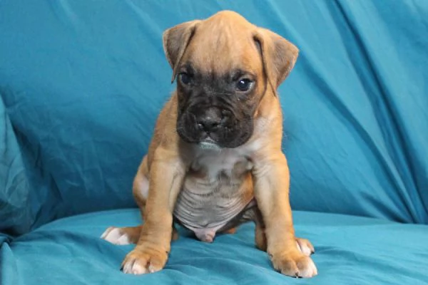 email : [hidden] Adorabili cuccioli di boxer femminucce e maschietti disponibili per l' | Foto 0