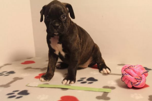 email : [hidden] Adorabili cuccioli di boxer femminucce e maschietti disponibili per l'