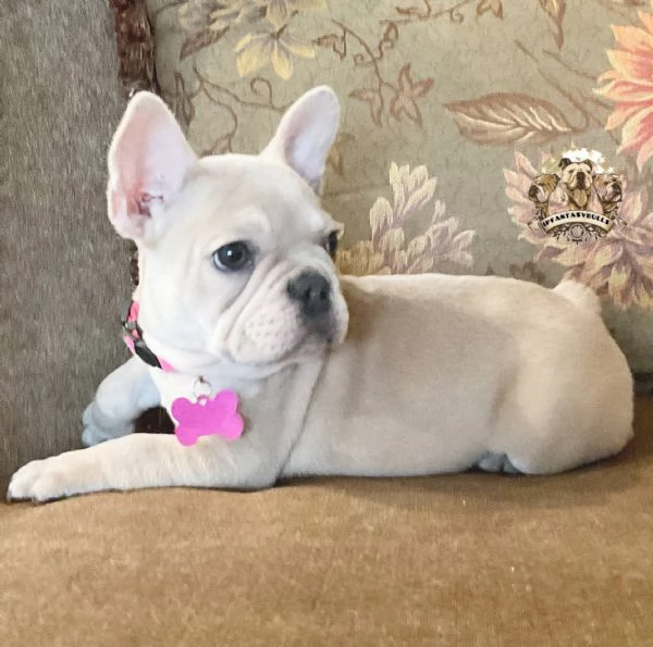 email : [hidden] Adorabili bulldog francese cuccioli mini disponibili per adozione,molt