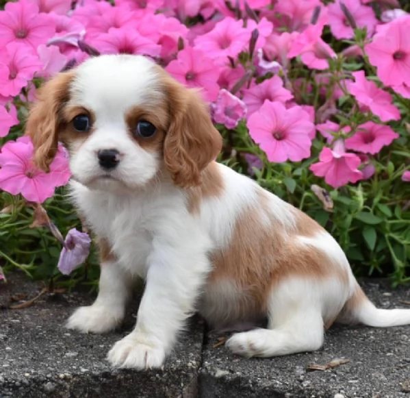 email : [hidden] Adorali cuccioli di cavalier king femminucce e maschietti disponibili 