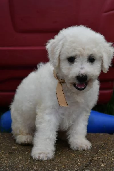 email : [hidden] offro in adozione cucciolo 2 bichon maltaise cuccioli disponibile per  | Foto 0