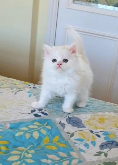 Dolcissimi gattini Munchkin | Foto 0