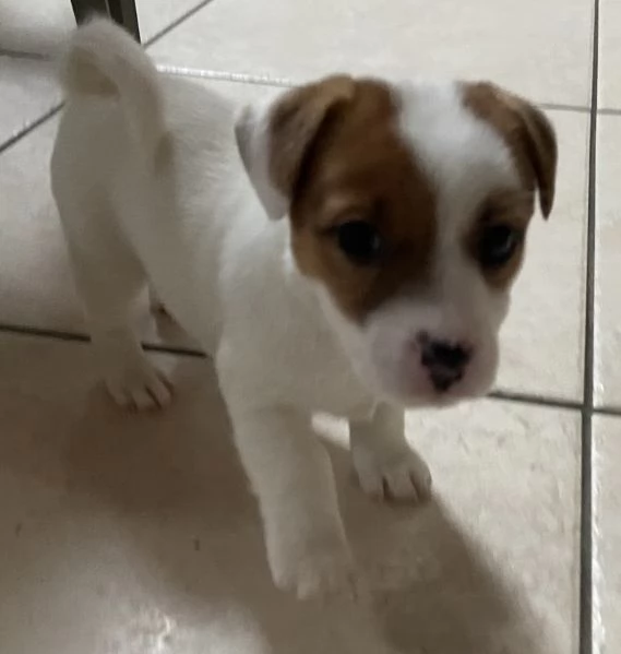 Cuccioli di jack russell  | Foto 1
