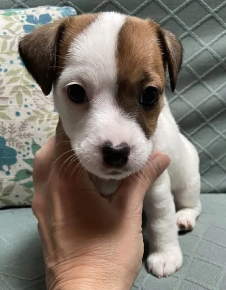 Cuccioli di jack russell  | Foto 0