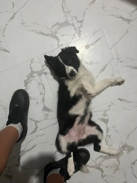 Regalasi Border Collie Femmina di 7 mesi | Foto 1