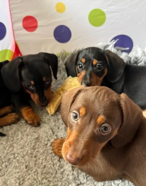 Cuccioli di Bassotto | Foto 1