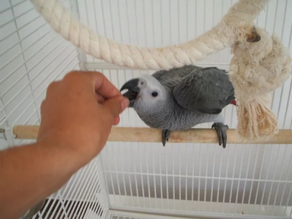 Pappagalli cenerini ben addestrati, con un buon temperamento e uova. | Foto 1