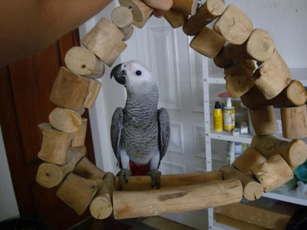 Pappagalli cenerini ben addestrati, con un buon temperamento e uova. | Foto 0