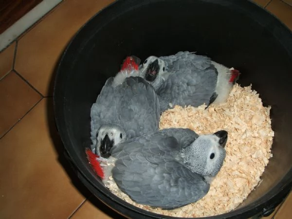 Loros Grises Africanos documentados, disponibles para reubicación.