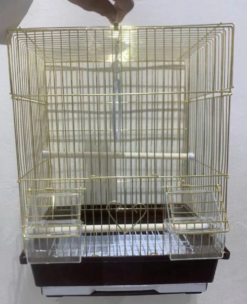 Pappagalli e uova per tutte le specie | Foto 3