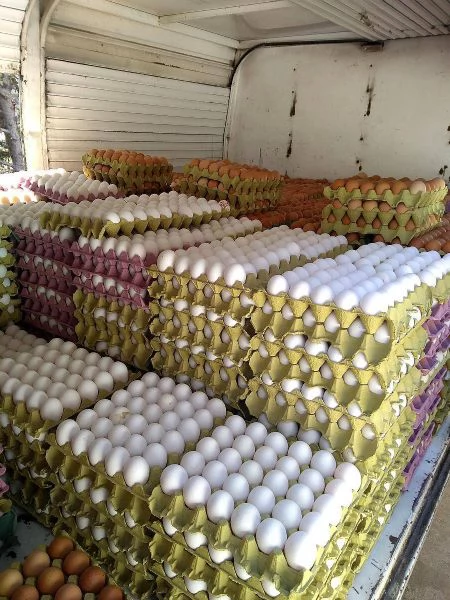 *Pappagalli sani e uova di pappagallo disponibili* | Foto 2