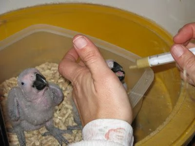 *Pappagalli sani e uova di pappagallo disponibili* | Foto 1