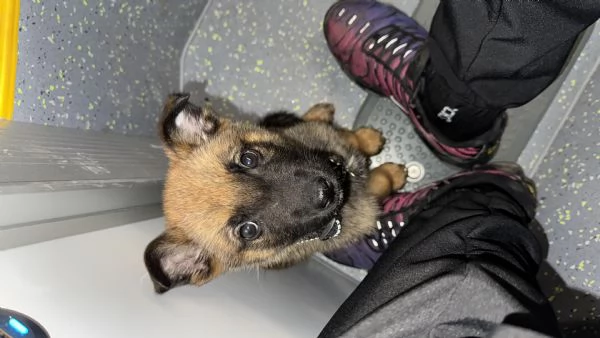 cucciolo pastore belga malinois | Foto 3