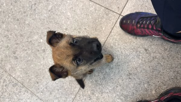 cucciolo pastore belga malinois | Foto 2