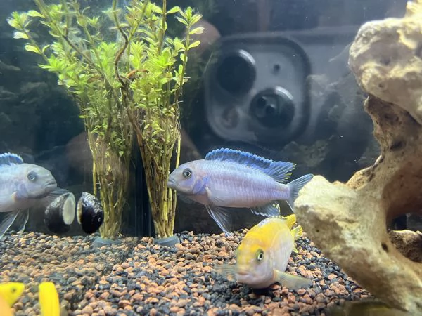 Cicilidi Malawi | Foto 4