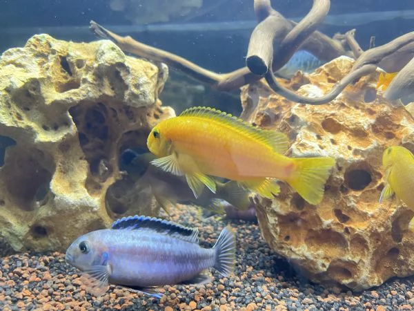 Cicilidi Malawi | Foto 3