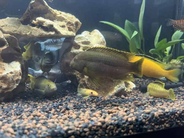 Cicilidi Malawi | Foto 2