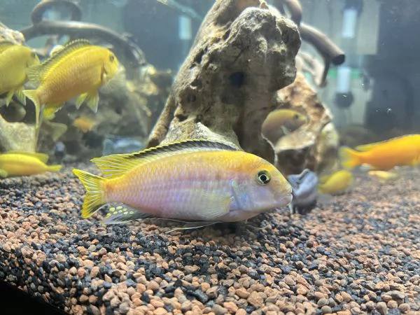 Cicilidi Malawi | Foto 1