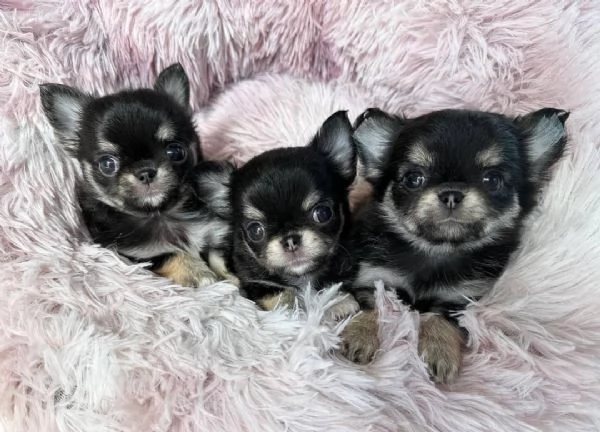Cuccioli di Chihuahua