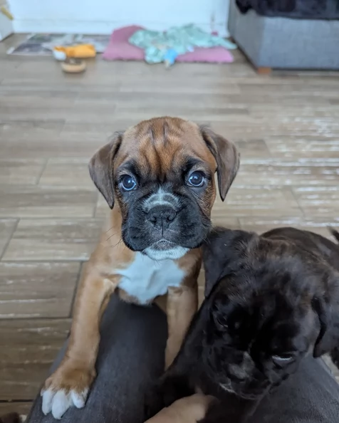 Cucciolo di Boxerr pronti