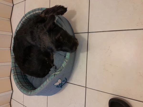 Cucciola femmina  | Foto 4