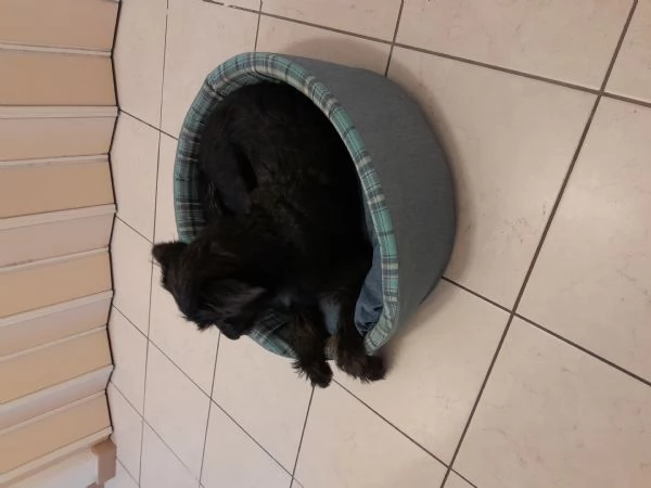 Cucciola femmina  | Foto 0