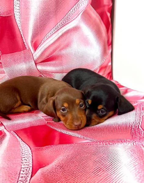 Bassotti Toy Kaninchen Disponibili Subito | Foto 2