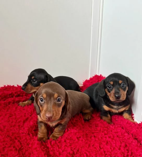 Bassotti Toy Kaninchen Disponibili Subito | Foto 1