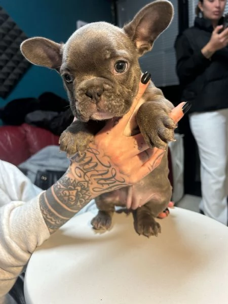Bulldog francese  | Foto 2