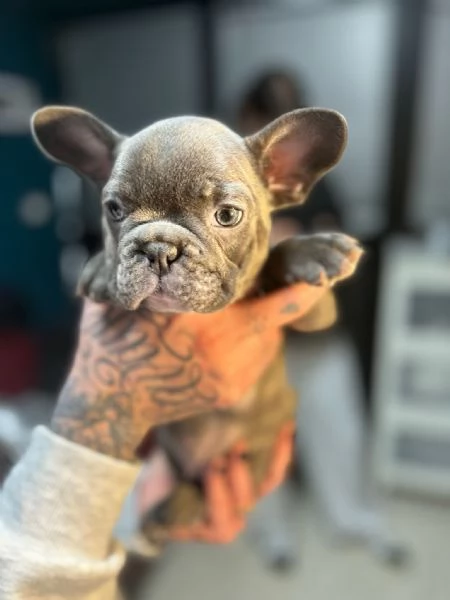 Bulldog francese  | Foto 1