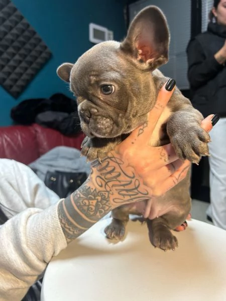 Bulldog francese  | Foto 0