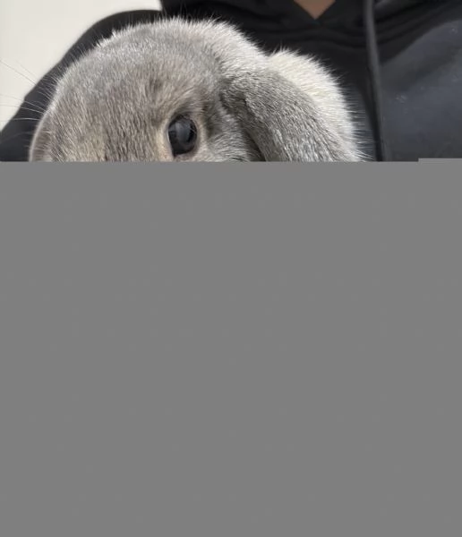 Vendo coniglio ariete nano