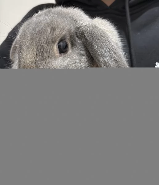 Vendo coniglio ariete nano | Foto 2