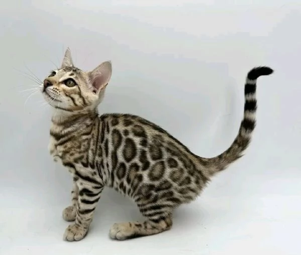 Gattini Bengala (maschi e femmine) | Foto 0