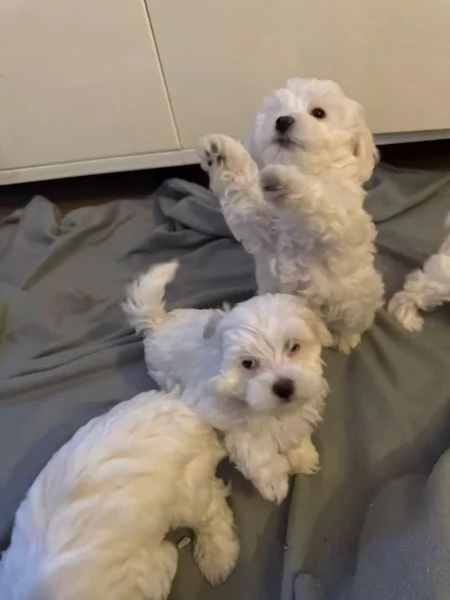 Cuccioli di maltese cercano una famiglia amorevole. | Foto 2
