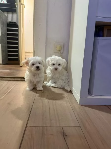Cuccioli di maltese cercano una famiglia amorevole. | Foto 0
